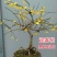 迎春花苗盆栽虎蹄迎春盆景室内阳台易活树桩花卉耐寒庭院攀援