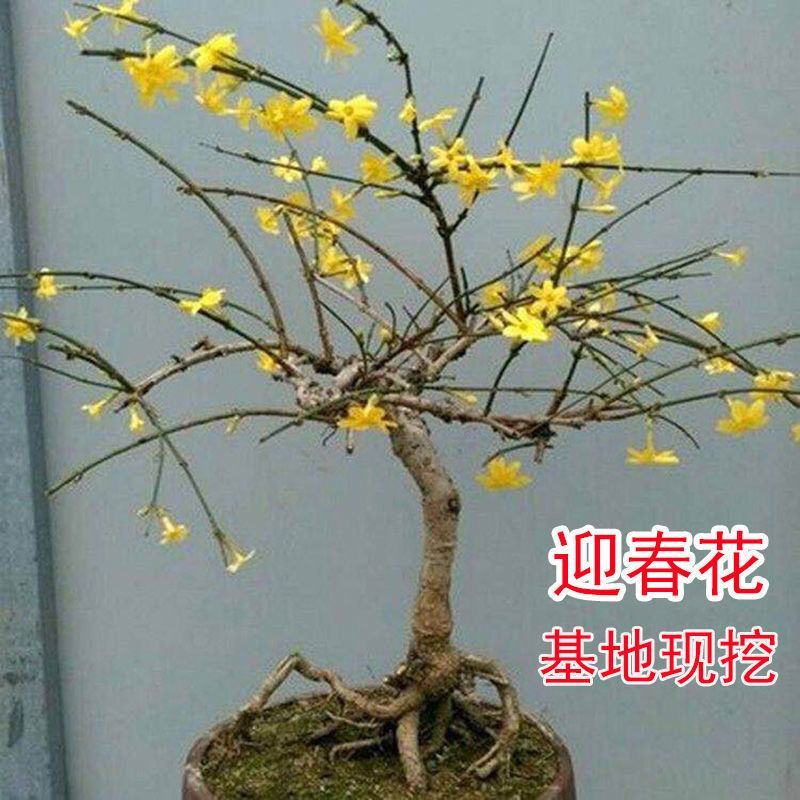 迎春花苗盆栽虎蹄迎春盆景室内阳台易活树桩花卉耐寒庭院攀援