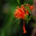 炮仗花(藤本植物，开花藤黄金色，花期久)