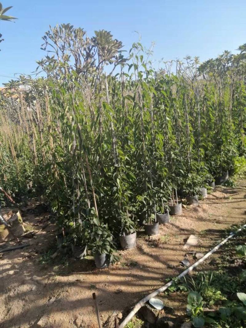 炮仗花(藤本植物，开花藤黄金色，花期久)