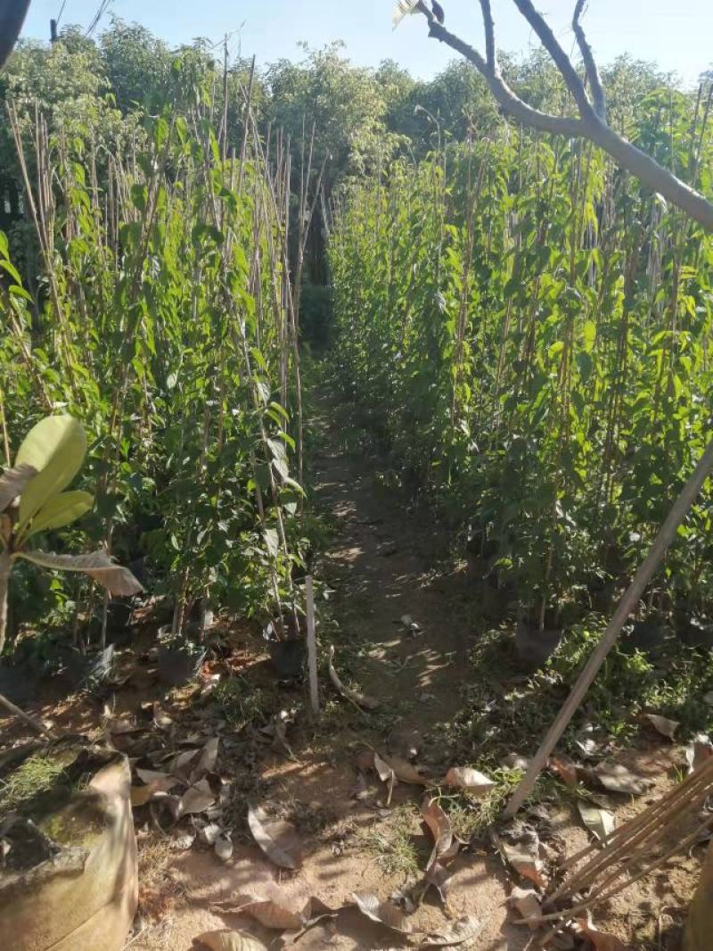 炮仗花(藤本植物，开花藤黄金色，花期久)