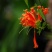 炮仗花(藤本植物，开花藤黄金色，花期久)