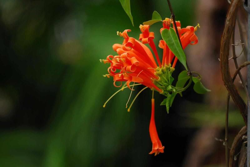炮仗花(藤本植物，开花藤黄金色，花期久)