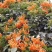 炮仗花(藤本植物，开花藤黄金色，花期久)