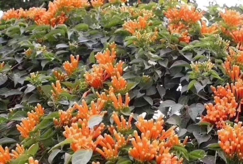 炮仗花(藤本植物，开花藤黄金色，花期久)