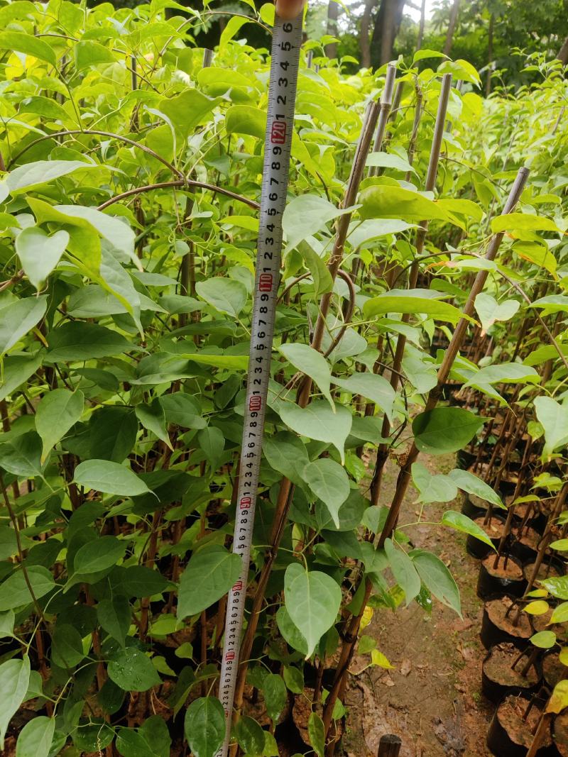 炮仗花(藤本植物，开花藤黄金色，花期久)