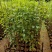 炮仗花(藤本植物，开花藤黄金色，花期久)