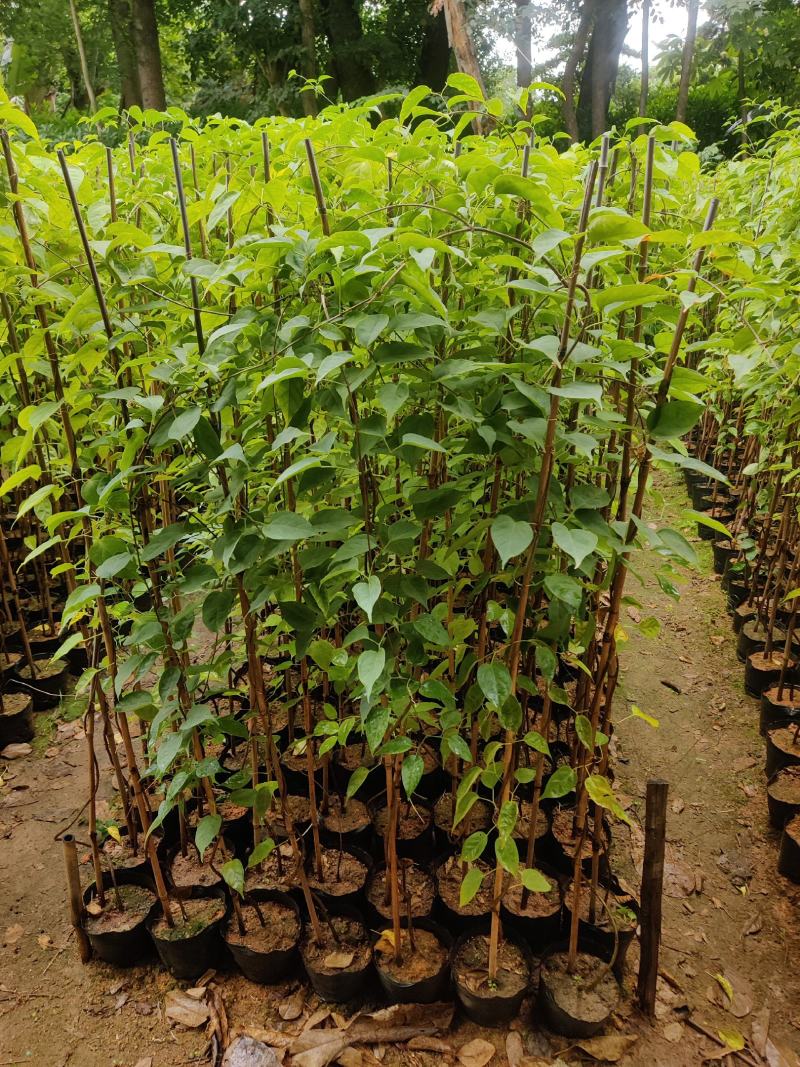 炮仗花(藤本植物，开花藤黄金色，花期久)