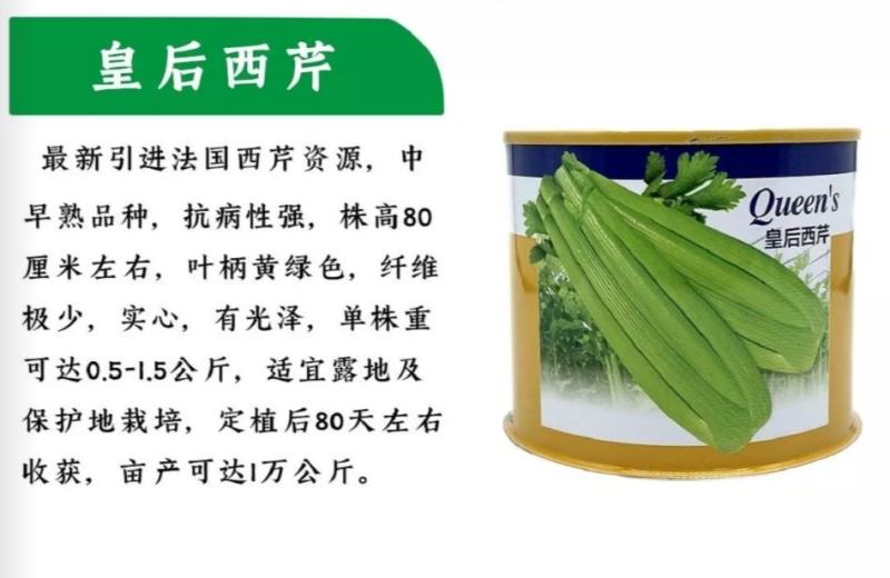 皇后西芹种子大芹菜种子法国皇后芹菜种子四季高产实心