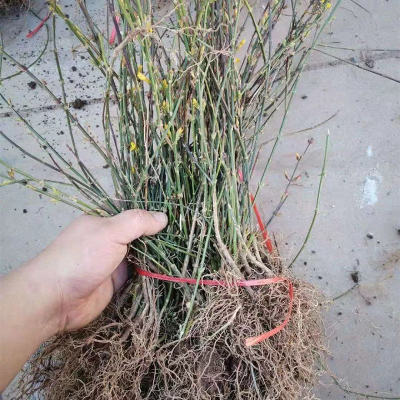 迎春花苗盆栽虎蹄迎春盆景室内阳台易活树桩花卉耐寒庭院攀援
