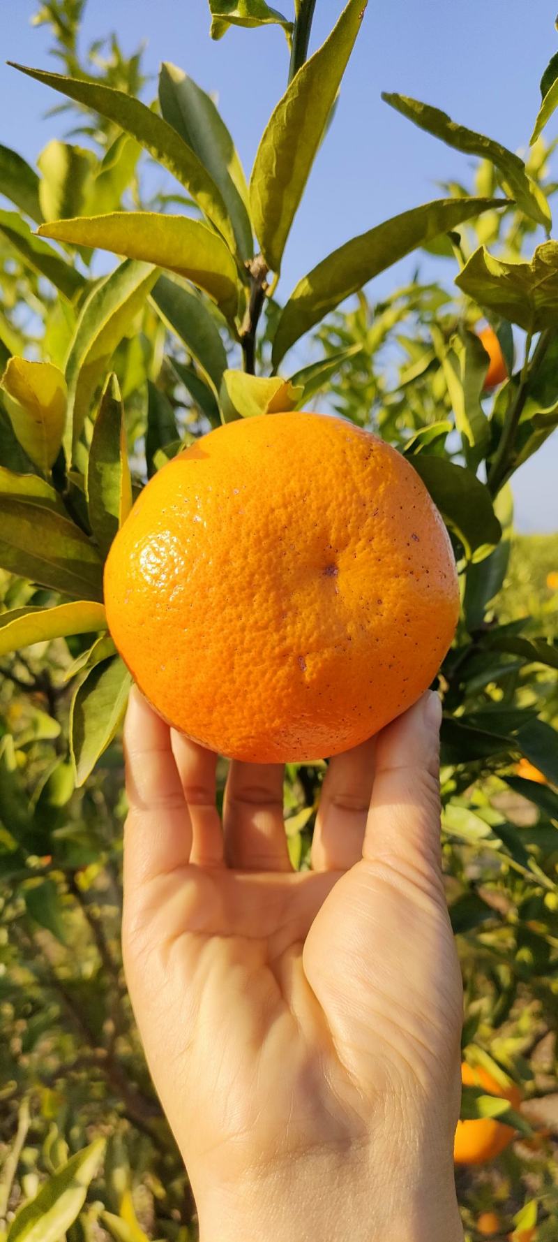爱媛30广西桂林兴安爱媛颜色红果皮薄多汁纯甜