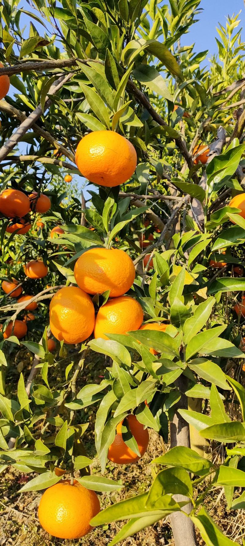 爱媛30广西桂林兴安爱媛颜色红果皮薄多汁纯甜