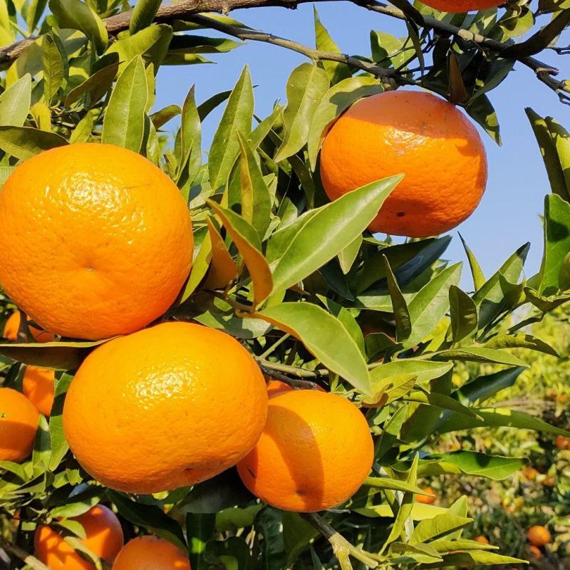 爱媛30广西桂林兴安爱媛颜色红果皮薄多汁纯甜