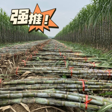 青皮甘蔗清甜可口货源充足，价格实惠，诚信合作