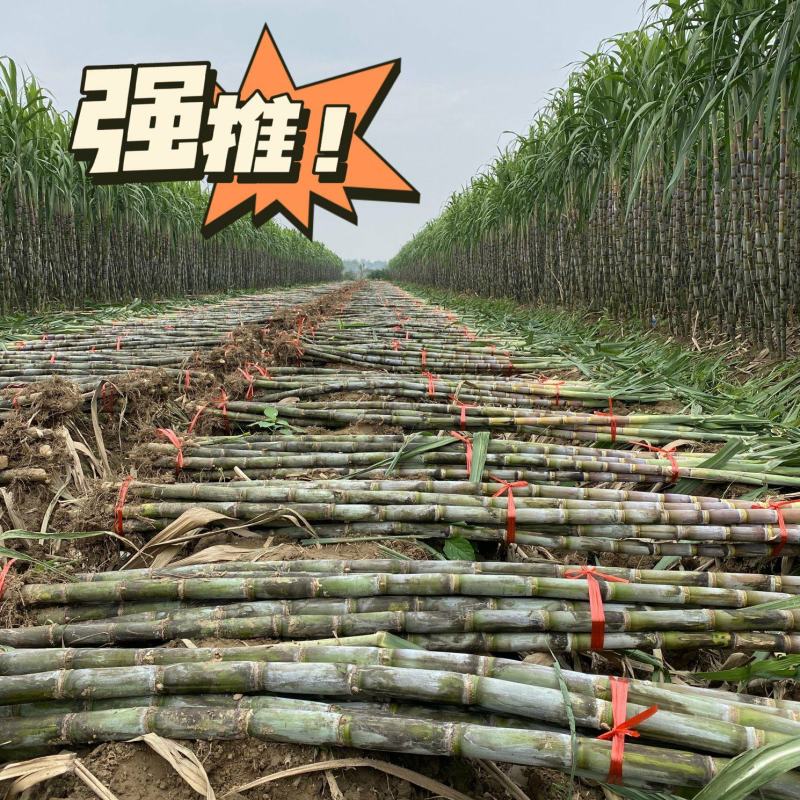 青皮甘蔗清甜可口货源充足，价格实惠，诚信合作