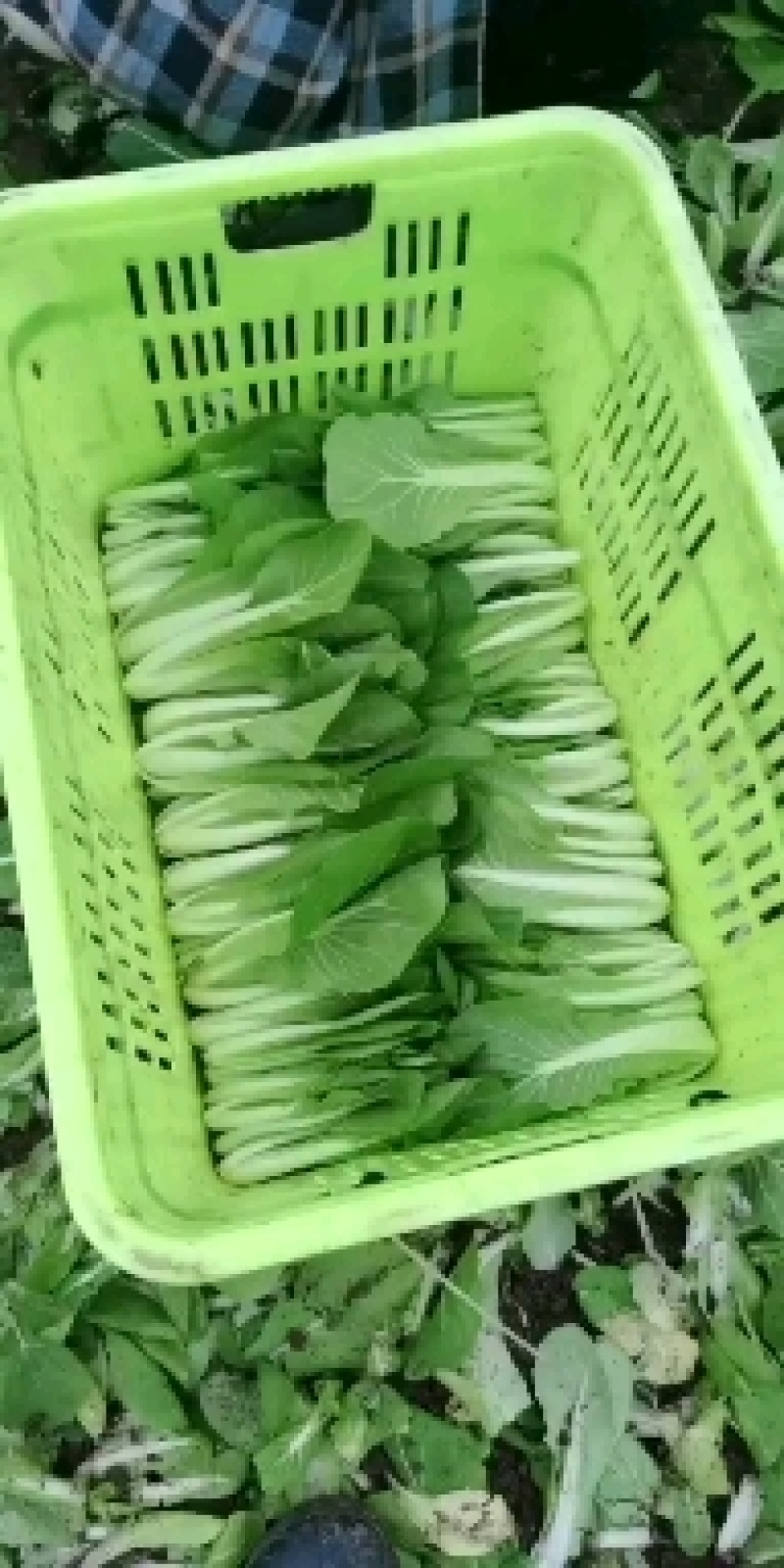 精品小白菜
