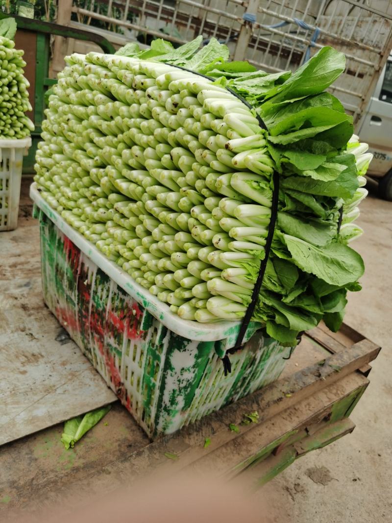 精品小白菜