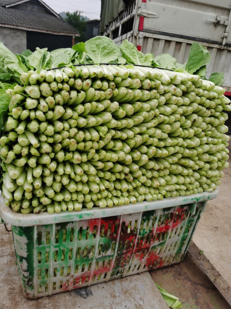 精品小白菜