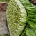 精品小白菜