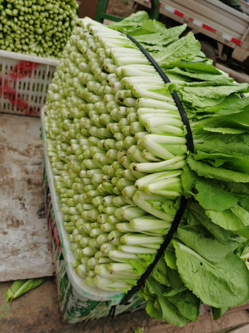 精品小白菜