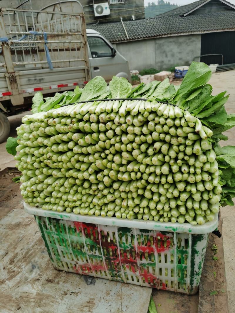 精品小白菜