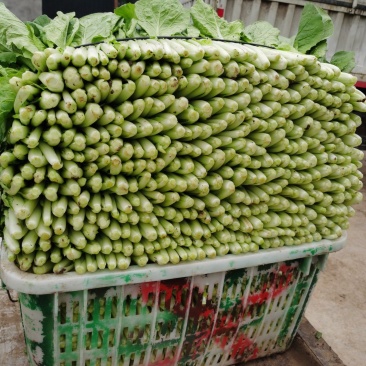 精品小白菜