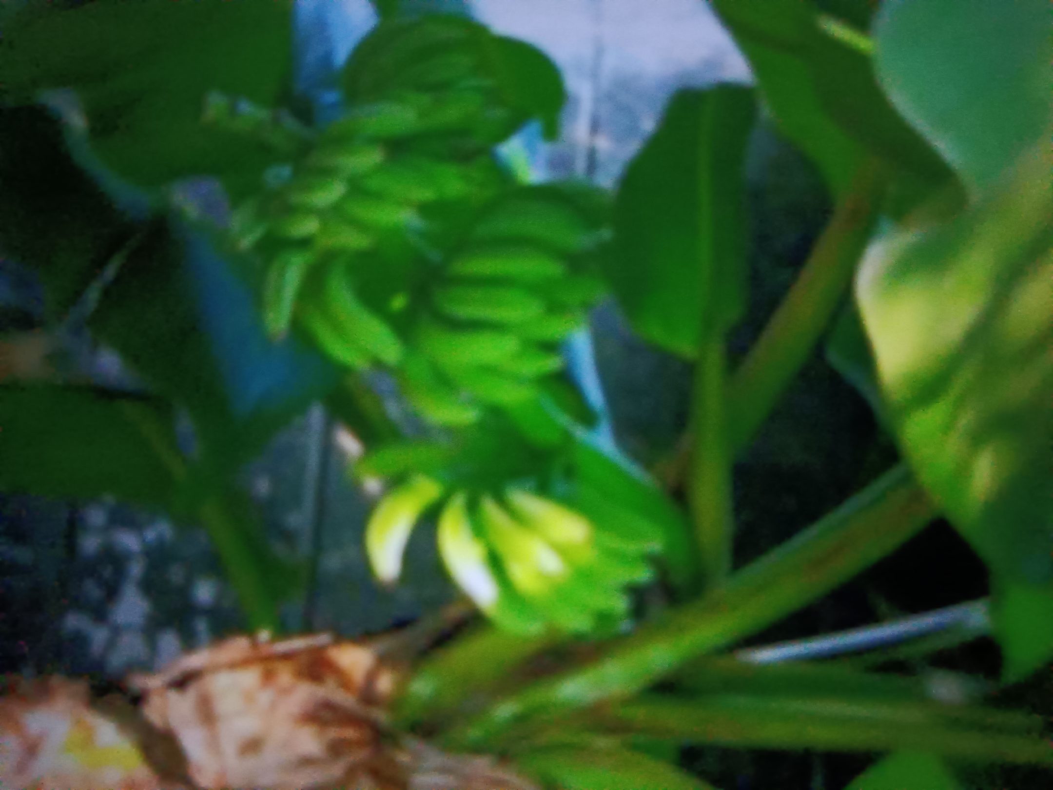 图中展示芭蕉与香蕉植物整体形态对比,叶片宽大,但株型略有差异 芭蕉叶与香蕉叶植物对比图