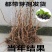 黑加仑树苗树葡萄苗四季室内盆栽南北方种植当年结果庭院地栽