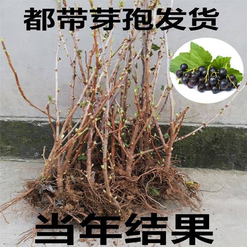 黑加仑树苗树葡萄苗四季室内盆栽南北方种植当年结果庭院地栽