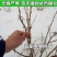 黑加仑树苗树葡萄苗四季室内盆栽南北方种植当年结果庭院地栽