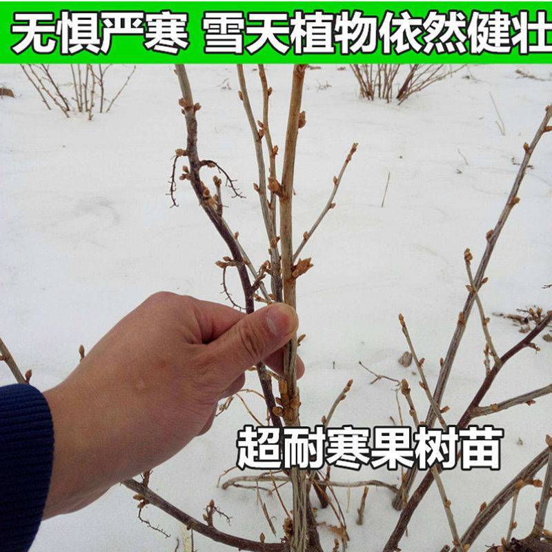 黑加仑树苗树葡萄苗四季室内盆栽南北方种植当年结果庭院地栽