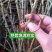 黑加仑树苗树葡萄苗四季室内盆栽南北方种植当年结果庭院地栽