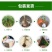黑加仑树苗树葡萄苗四季室内盆栽南北方种植当年结果庭院地栽