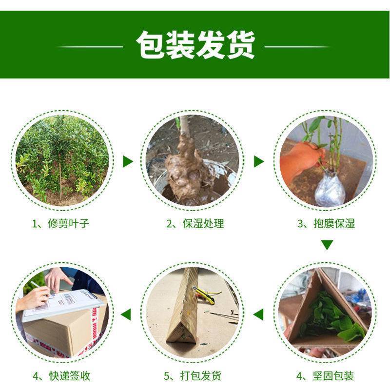 黑加仑树苗树葡萄苗四季室内盆栽南北方种植当年结果庭院地栽