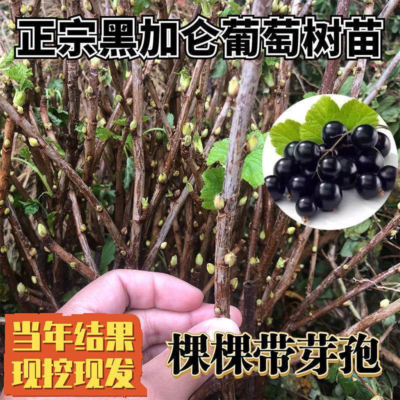 黑加仑树苗树葡萄苗四季室内盆栽南北方种植当年结果庭院地栽