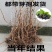 黑加仑树苗树葡萄苗四季室内盆栽南北方种植当年结果庭院地栽