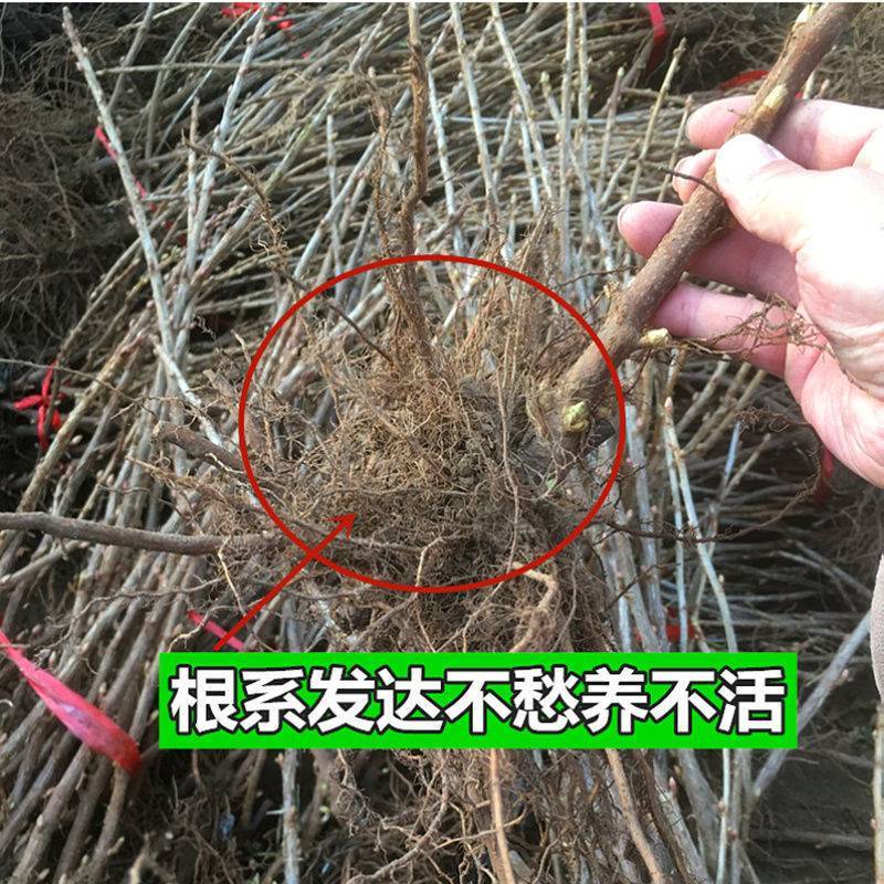 黑加仑树苗树葡萄苗四季室内盆栽南北方种植当年结果庭院地栽