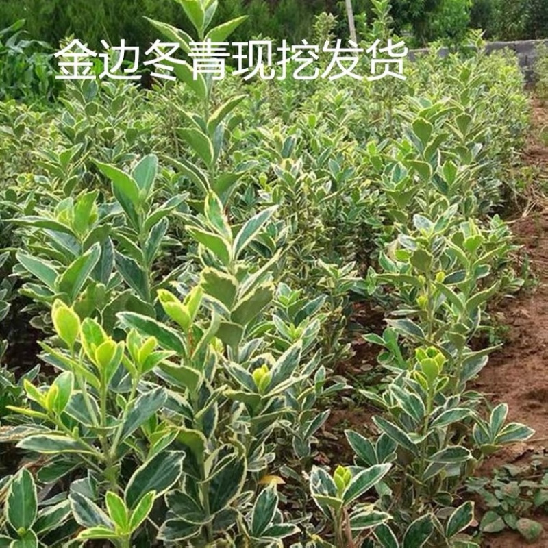 金边黄杨黄杨毛球基地大量供应质量好