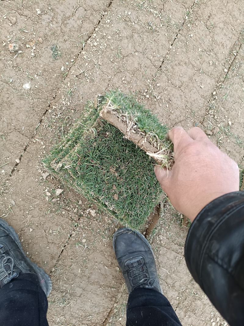 清远草场，马尼拉草快，铲卷草的货！可铲草卷，