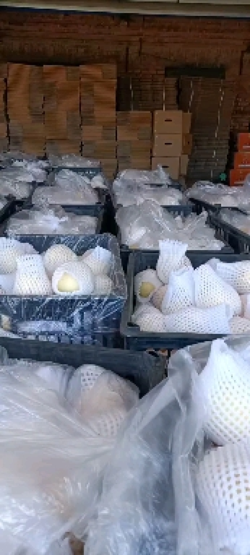 皇冠梨大量有货口感好个头大价格便宜