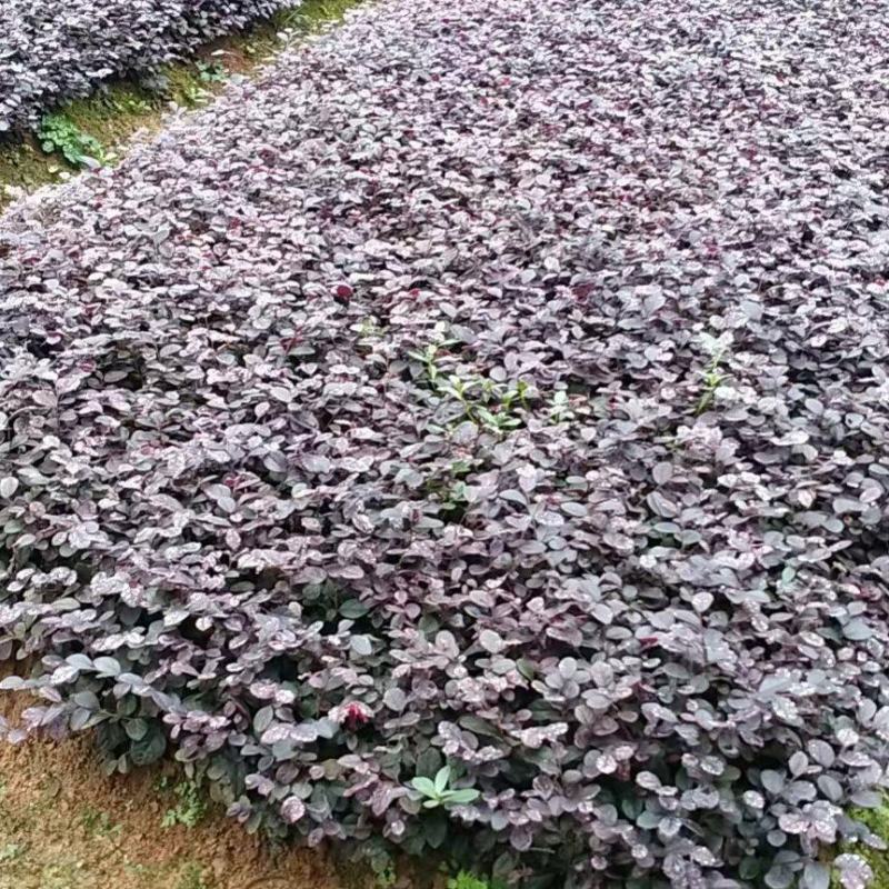苗红花继木苗，红花继木小苗，红继木小苗，黑珍珠红继木小苗