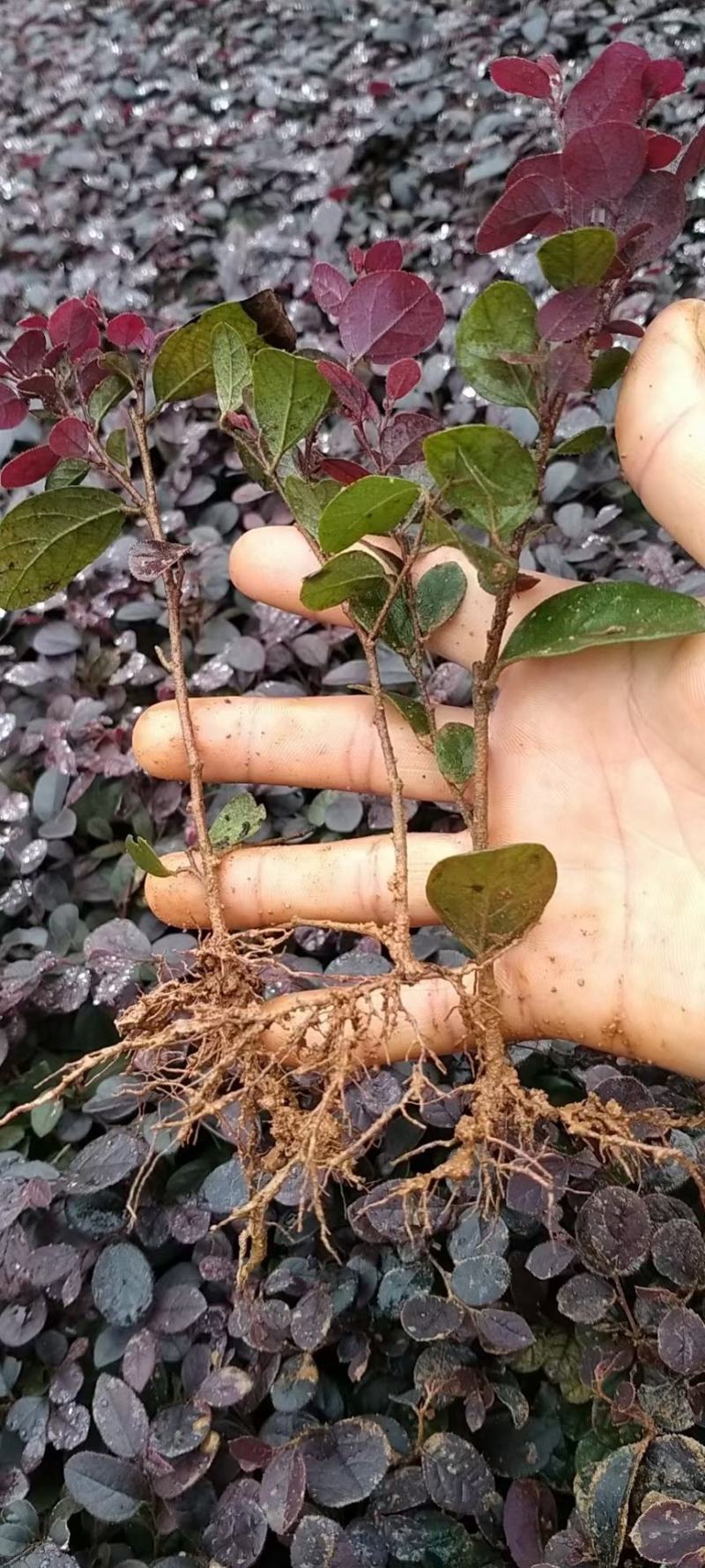 苗红花继木苗，红花继木小苗，红继木小苗，黑珍珠红继木小苗