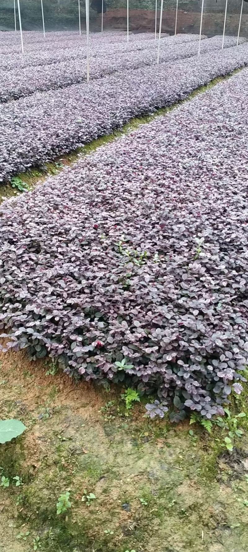 苗红花继木苗，红花继木小苗，红继木小苗，黑珍珠红继木小苗