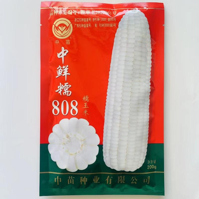 中甜糯808糯玉米种子审定杂交品种早熟品种