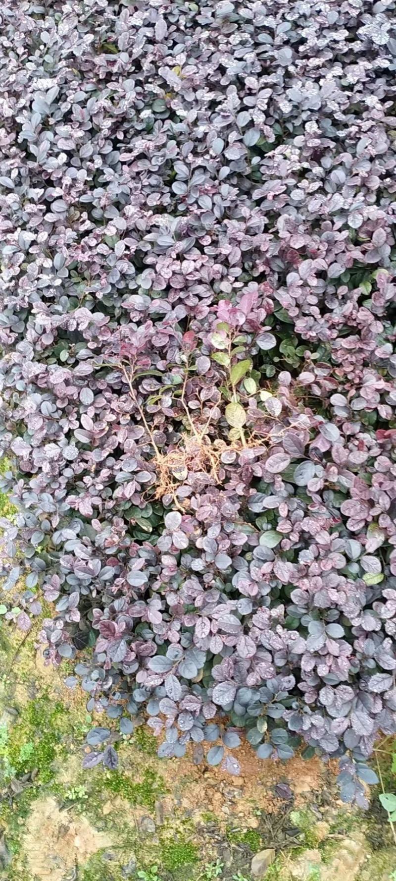 苗红花继木苗，红花继木小苗，红继木小苗，黑珍珠红继木小苗