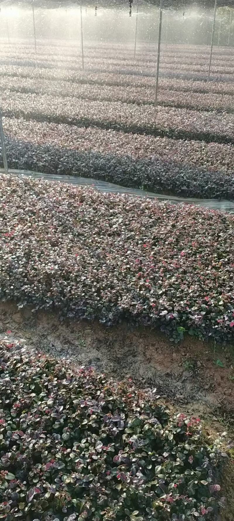 苗红花继木苗，红花继木小苗，红继木小苗，黑珍珠红继木小苗