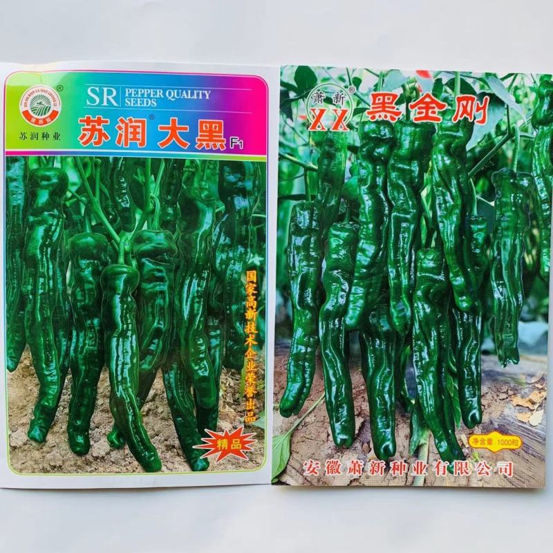 苏润大黑薄皮皱皮辣椒种子质脆味辣黑绿色皱皱辣种子抗病