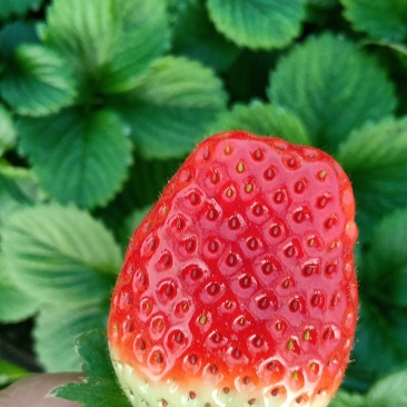 奶油草莓