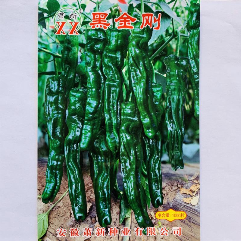 苏润大黑薄皮皱皮辣椒种子质脆味辣黑绿色皱皱辣种子抗病