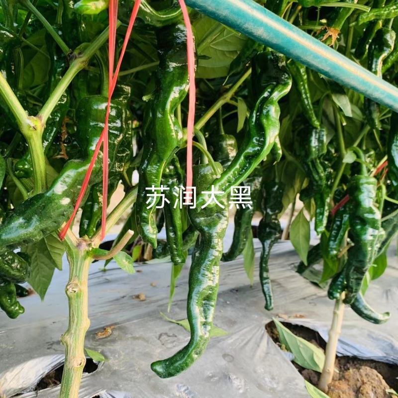 苏润大黑薄皮皱皮辣椒种子质脆味辣黑绿色皱皱辣种子抗病